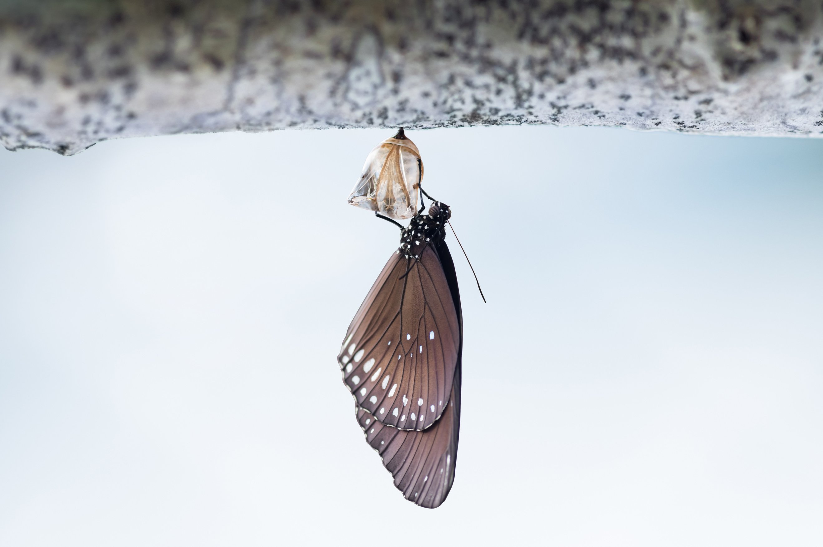 Butterfly Emerging from  Chrysalis