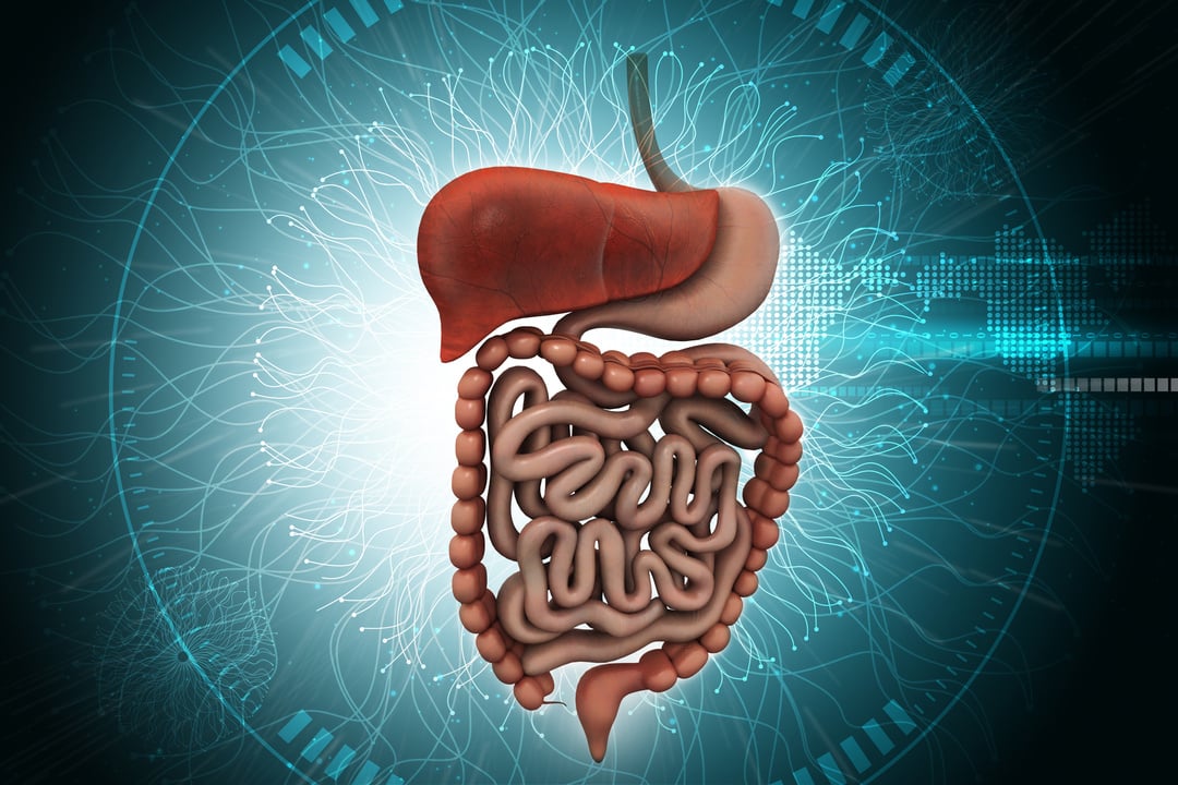 Human digestive system with